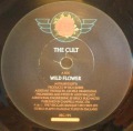 Cult, The-Wild Flower / Love Trooper