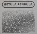 Betula Pendula-Rock Debut 3